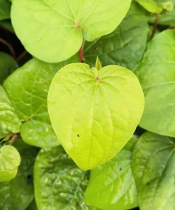 Live Paan Piper Betel Plant – 8-12 Inch Healthy Leaf Plant in 4-Inch Pot