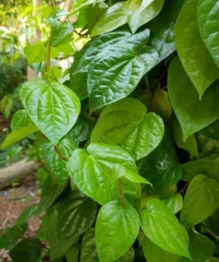 Live Paan Piper Betel Plant – 8-12 Inch Healthy Leaf Plant in 4-Inch Pot