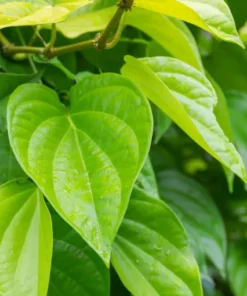 Live Paan Piper Betel Plant – 8-12 Inch Healthy Leaf Plant in 4-Inch Pot