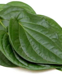 Live Paan Piper Betel Plant – 8-12 Inch Healthy Leaf Plant in 4-Inch Pot