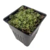 Liverwort Fossil Plant 4" Pot Perfect for Fairy Gardens and Terrariums Prehistoric Plant