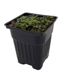 Liverwort Fossil Plant 4" Pot Perfect for Fairy Gardens and Terrariums Prehistoric Plant