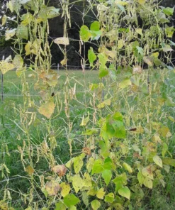 Logan County Greasy Cut-short Heirloom Bean