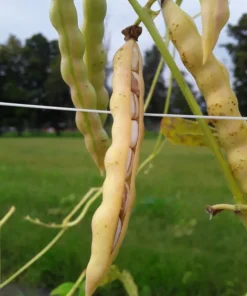 Logan County Greasy Cut-short Heirloom Bean
