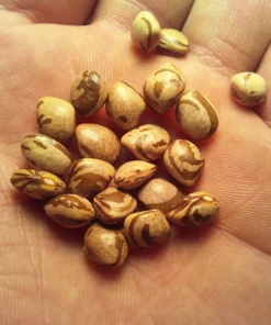 Logan County Greasy Cut-short Heirloom Bean