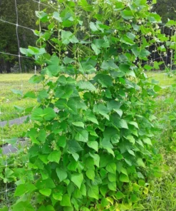 Logan County Greasy Cut-short Heirloom Bean