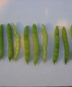 Logan County Greasy Cut-short Heirloom Bean