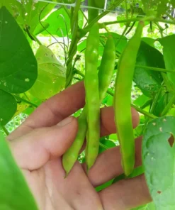 Logan County Greasy Cut-short Heirloom Bean