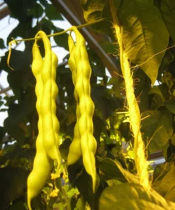Logan Giant Pole Bean (30 Seeds)