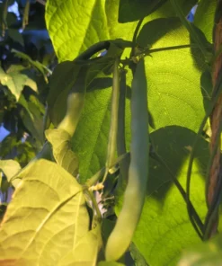 Logan Giant Pole Bean (30 Seeds)