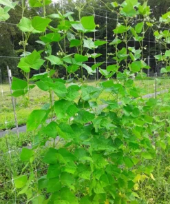 Logan Giant Pole Bean (30 Seeds)