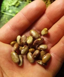 Logan Giant Pole Bean (30 Seeds)