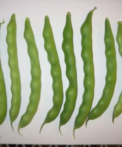 Logan Giant Pole Bean (30 Seeds)