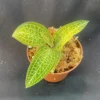 Ludochilus Poly. Hybrid Golden Jewel Orchid. Rooted Plant Shipped in 2.5" Pot.