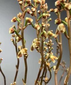 Macodes petola - Rare Jewel Orchid, Golden Sparkling Leaves, Rooted 2.5" Pot