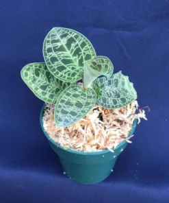 Macodes petola - Rare Jewel Orchid, Golden Sparkling Leaves, Rooted 2.5