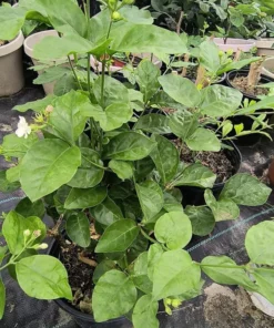 Maid of Orleans Sambac Jasmine – Live 14-16 Inch Arabic Jasmine Bush in Half-Gal Pot