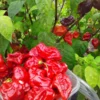 Maldivian Heart x Purple Bhut (C. chinense) Hot Pepper Seeds (20 seeds)