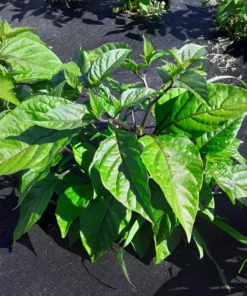 Maldivian Heart x Purple Bhut (C. chinense) Hot Pepper Seeds (20 seeds)