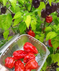 Maldivian Heart x Purple Bhut (C. chinense) Hot Pepper Seeds (20 seeds)