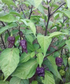 Maldivian Heart x Purple Bhut (C. chinense) Hot Pepper Seeds (20 seeds)