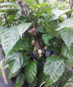 Maldivian Heart x Purple Bhut (C. chinense) Hot Pepper Seeds (20 seeds)