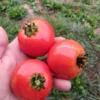 Mannon's Majesty Tomato Seeds WV '23 Non-hybrid Tomato (30 seeds)