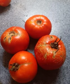 Mannon's Majesty Tomato Seeds WV '23 Non-hybrid Tomato (30 seeds)