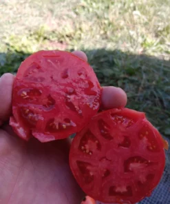 Mannon's Majesty Tomato Seeds WV '23 Non-hybrid Tomato (30 seeds)