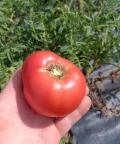 Mannon's Majesty Tomato Seeds WV '23 Non-hybrid Tomato (30 seeds)