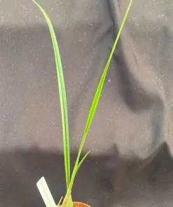 Maxillaria tenuifolia 'Yamada' AM/AOS. Yellow Coconut Orchid. Rooted Plant Shipped in 2.5" Pot