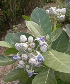 Milkweed Live Plant – 8-12 Inches Tall, Hardy Flowering Shrub in Half-Gal Pot