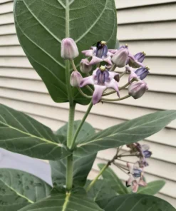 Milkweed Live Plant – 8-12 Inches Tall, Hardy Flowering Shrub in Half-Gal Pot