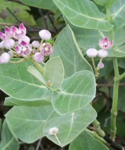 Milkweed Live Plant – 8-12 Inches Tall, Hardy Flowering Shrub in Half-Gal Pot