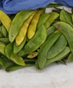 Minnie Butterbean (Phaseolus lunatus) Heirloom Pole Lima (30 Seeds)