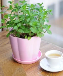 Mint Seeds, 100 Seeds