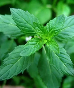Mint Seeds, 100 Seeds
