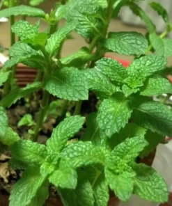 Mint Seeds, 100 Seeds