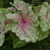 Miss Muffet Caladium Bulbs (2 Pack) – Chartreuse Pink Spots