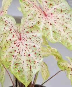 Miss Muffet Caladium Bulbs (2 Pack) – Chartreuse Pink Spots