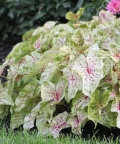 Miss Muffet Caladium Bulbs (2 Pack) – Chartreuse Pink Spots
