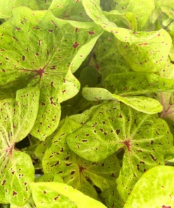 Miss Muffet Caladium Bulbs (2 Pack) – Chartreuse Pink Spots