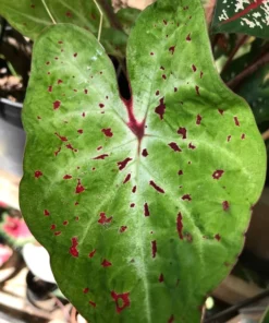 Miss Muffet Caladium Bulbs (2 Pack) – Chartreuse Pink Spots