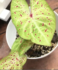 Miss Muffet Caladium Bulbs (2 Pack) – Chartreuse Pink Spots