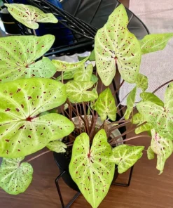 Miss Muffet Caladium Bulbs (2 Pack) – Chartreuse Pink Spots