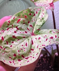 Miss Muffet Caladium Bulbs (2 Pack) – Chartreuse Pink Spots