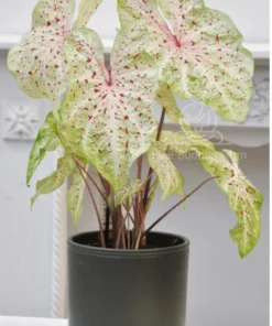 Miss Muffet Caladium Bulbs (2 Pack) – Chartreuse Pink Spots