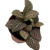 Mistral Fittonia Nerve Plant 2.5" Pot with Pink Veins Easy House Plant
