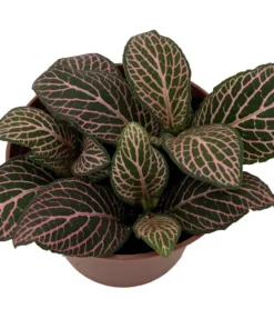 Mistral Fittonia Nerve Plant 2.5" Pot with Pink Veins Easy House Plant