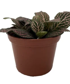 Mistral Fittonia Nerve Plant 2.5